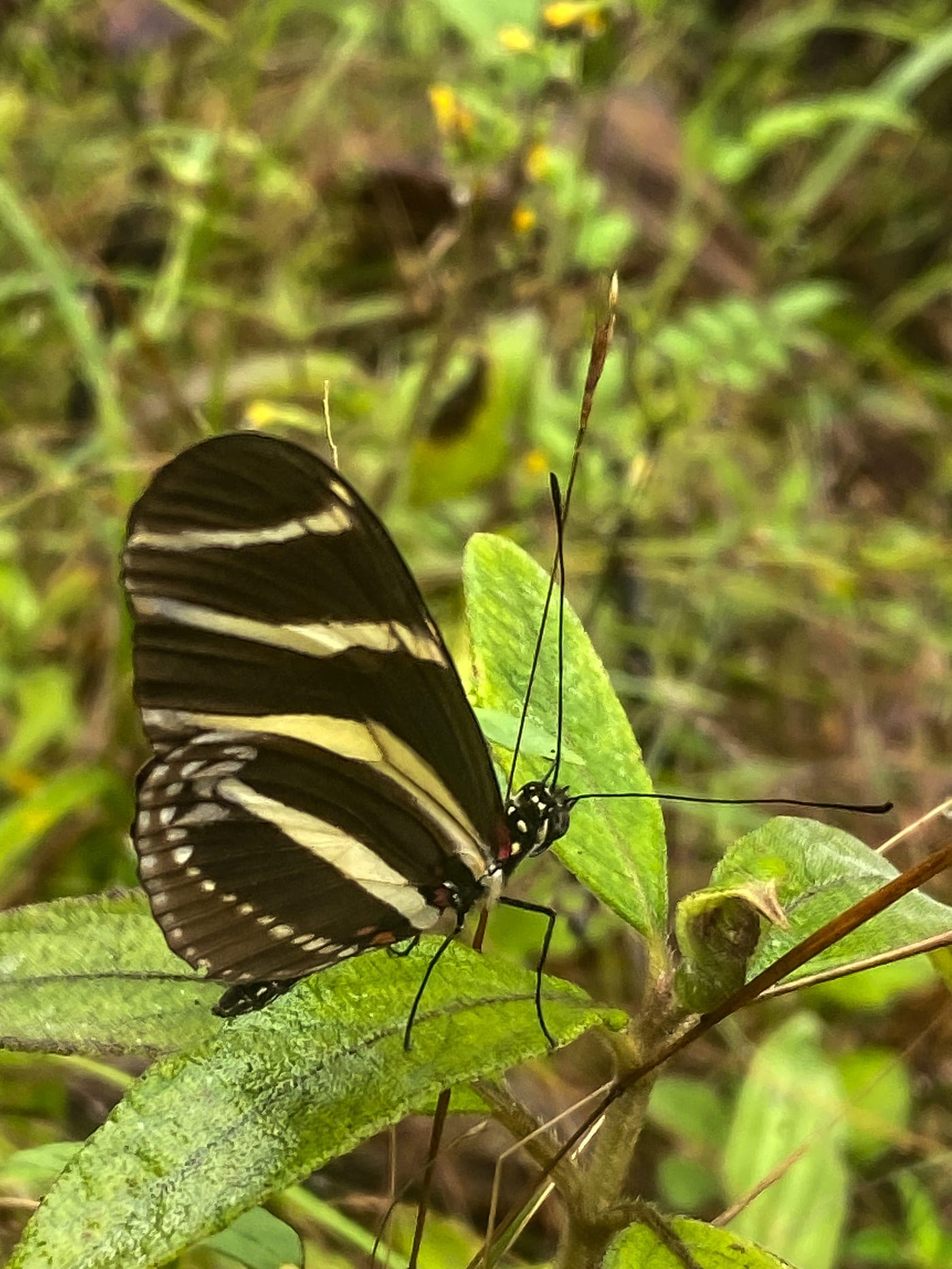 Butterfly resting on a leaf along the trail