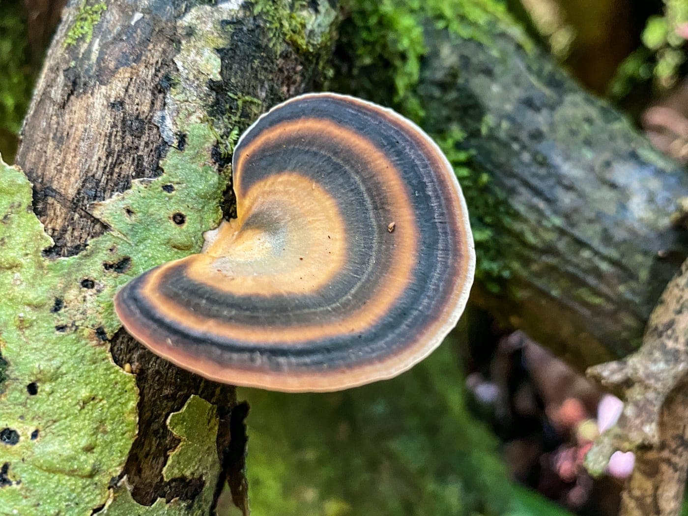 Close-up of a wild mushroom growing on a fallen log in the cloud forest