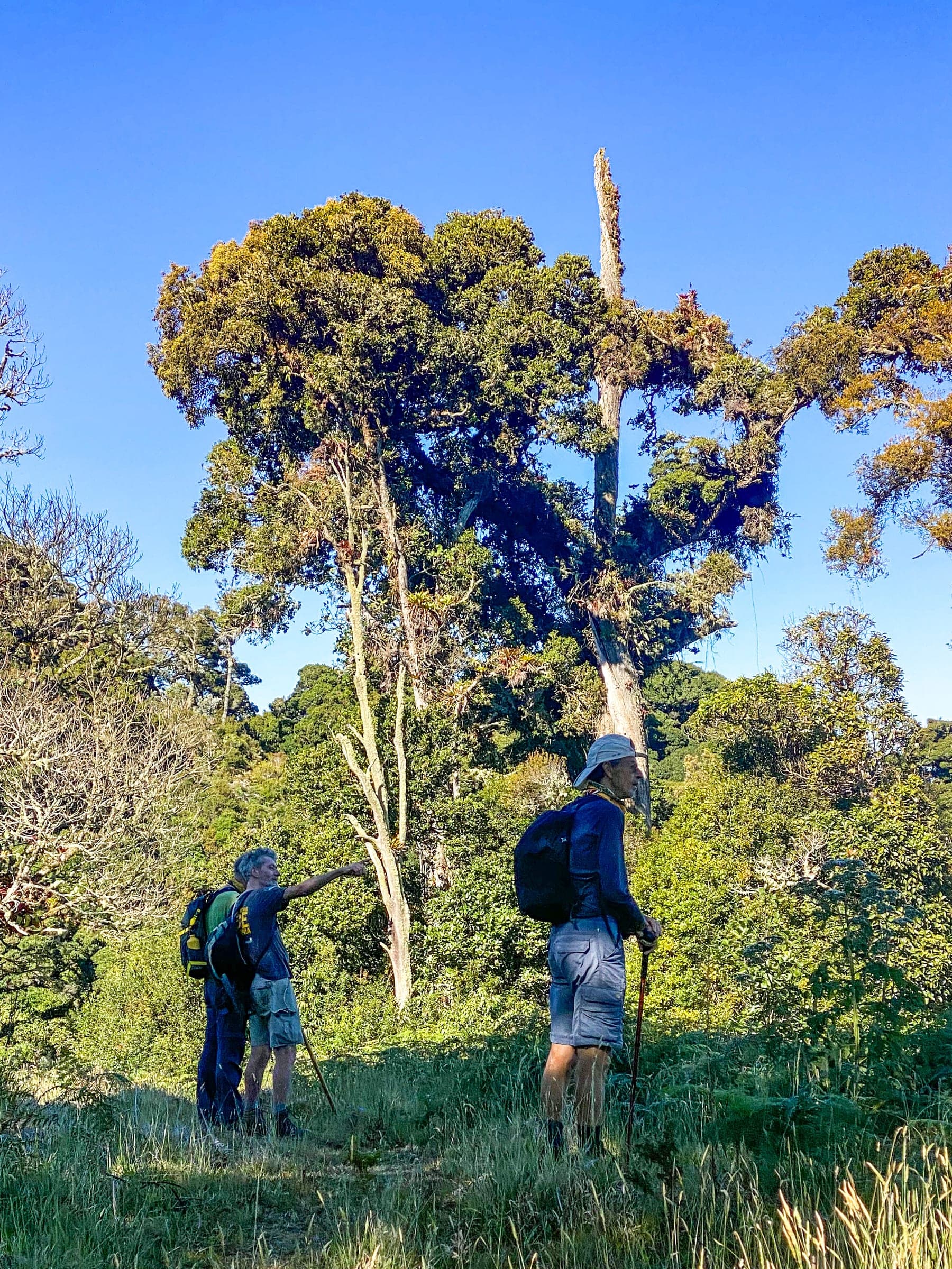 Hikers pausing beneath a large tree along the trail